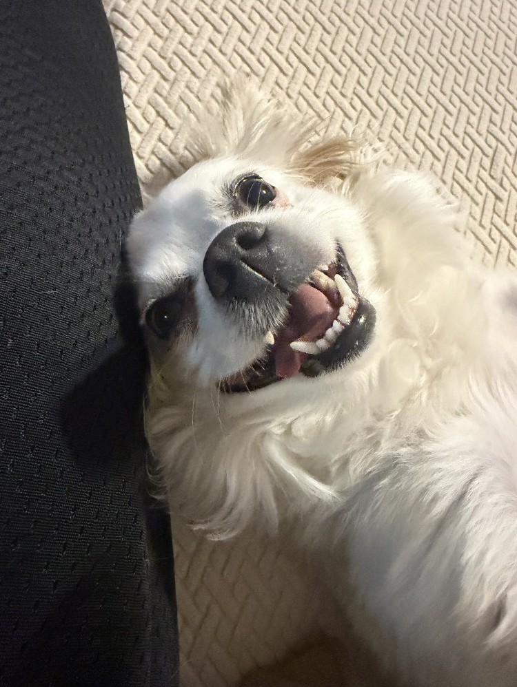 Edwin's dog