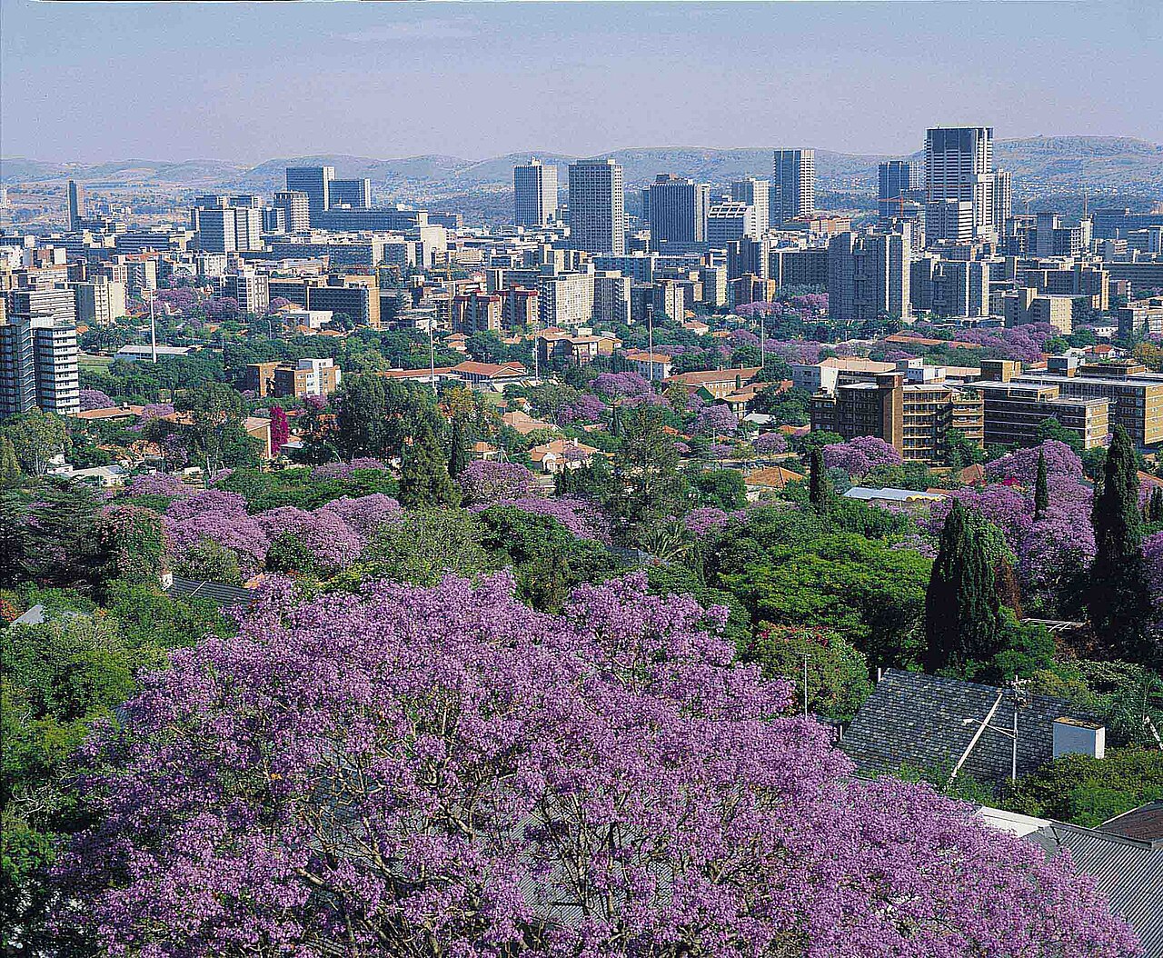 Pretoria city view in jacaranda season