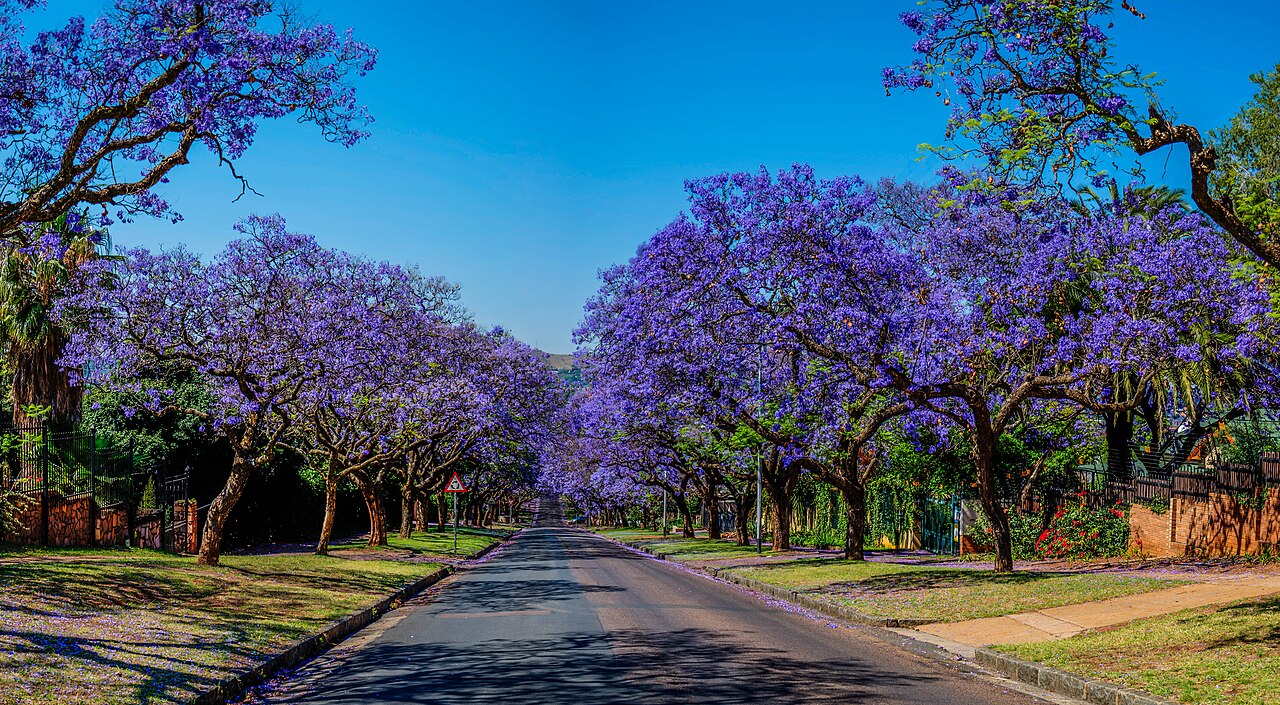 Jacaranda trees in bloom on Becket Street, Pretoria